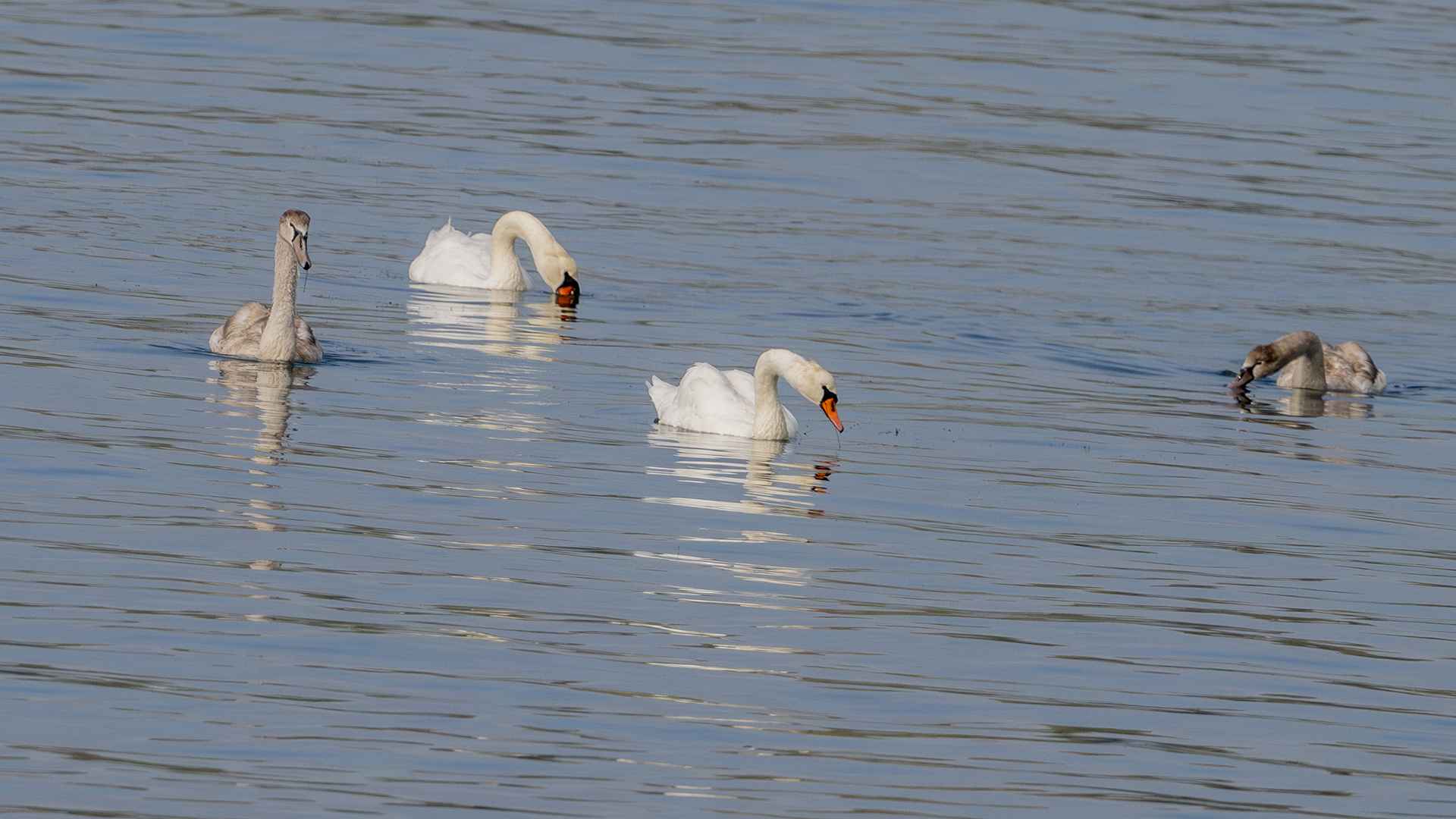 Mute Swan